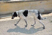 LYNN, Hund, Mischlingshund in Rieden - Bild 2