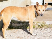 REBECCA, Hund, Mischlingshund in Italien - Bild 2