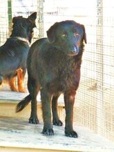 SPERANZA, Hund, Mischlingshund in Italien - Bild 3