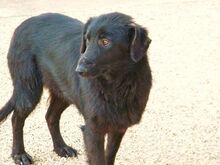 SPERANZA, Hund, Mischlingshund in Italien - Bild 4