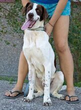 LEE, Hund, Mischlingshund in Spanien - Bild 4