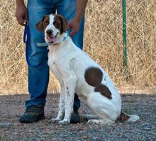 LEE, Hund, Mischlingshund in Spanien - Bild 6