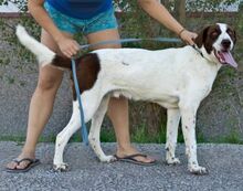 LEE, Hund, Mischlingshund in Spanien - Bild 9