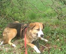 ROMY, Hund, Mischlingshund in Warendorf - Bild 3