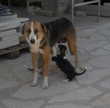 ROMY, Hund, Mischlingshund in Warendorf - Bild 7