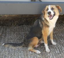 ROMY, Hund, Mischlingshund in Warendorf - Bild 9