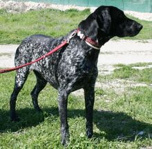 STINA, Hund, Pointer in Zypern - Bild 4