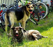 EMMARADA, Hund, Deutscher Schäferhund-Mix in Lampertheim - Bild 4