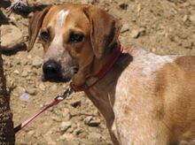 THACH, Hund, Mischlingshund in Spanien - Bild 2