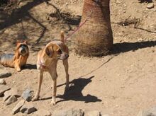 THACH, Hund, Mischlingshund in Spanien - Bild 5