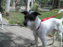 ROBIN-DOBBI, Hund, Bodeguero Andaluz-Chinesischer Schopfhund-Mix in Spanien - Bild 11