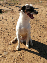 ROBIN-DOBBI, Hund, Bodeguero Andaluz-Chinesischer Schopfhund-Mix in Spanien - Bild 23