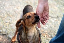 BAMBI, Hund, Pinscher in Neuhausen - Bild 10