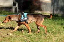 BAMBI, Hund, Pinscher in Neuhausen - Bild 3