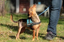 BAMBI, Hund, Pinscher in Neuhausen - Bild 5