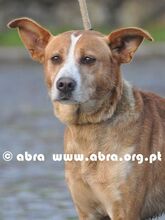 GIBSON, Hund, Mischlingshund in Portugal - Bild 1