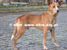 GIBSON, Hund, Mischlingshund in Portugal - Bild 2