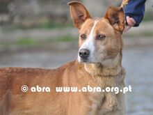 GIBSON, Hund, Mischlingshund in Portugal - Bild 3