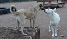AMINI, Hund, Zentralasiatischer Owtcharka in Erbes-Büdesheim - Bild 1