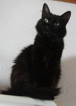 CARO, Katze, Langhaarkatze-Mix in Villmar - Bild 2