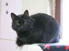 CARO, Katze, Langhaarkatze-Mix in Villmar - Bild 4