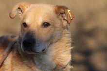 SUO, Hund, Mischlingshund in Lohra-Reimershausen - Bild 1