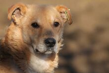 SUO, Hund, Mischlingshund in Lohra-Reimershausen - Bild 2