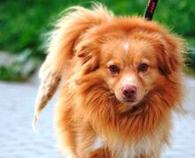 BERNSTEIN, Hund, Mischlingshund in Polen - Bild 1