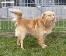 BERNSTEIN, Hund, Mischlingshund in Polen - Bild 3