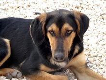 ARNIE, Hund, Mischlingshund in Zypern - Bild 10