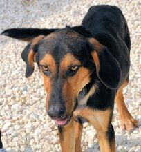 ARNIE, Hund, Mischlingshund in Zypern - Bild 4
