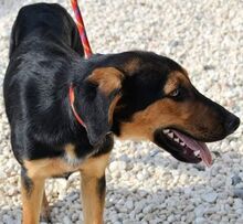 ARNIE, Hund, Mischlingshund in Zypern - Bild 5