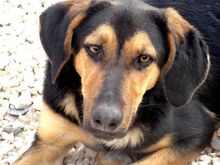 ARNIE, Hund, Mischlingshund in Zypern - Bild 9