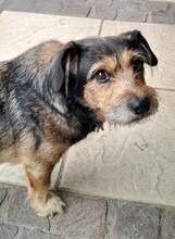 BENNI, Hund, Dackel -Mischling in Hilden