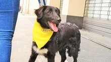 TIMOTEO, Hund, Mischlingshund in Italien - Bild 3