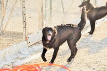 TIMOTEO, Hund, Mischlingshund in Italien - Bild 5