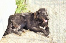 TIMOTEO, Hund, Mischlingshund in Italien - Bild 6