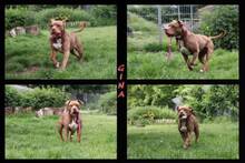 GINA, Hund, Pit Bull Terrier-Mix in Hamburg - Bild 4