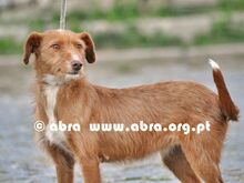 GRACE, Hund, Mischlingshund in Portugal - Bild 1