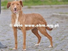 GRACE, Hund, Mischlingshund in Portugal - Bild 2