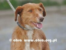 GRACE, Hund, Mischlingshund in Portugal - Bild 3