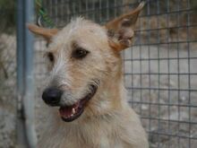 DALLAS, Hund, Mischlingshund in Spanien - Bild 1