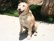 DALLAS, Hund, Mischlingshund in Spanien - Bild 12