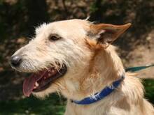 DALLAS, Hund, Mischlingshund in Spanien - Bild 14