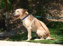 DALLAS, Hund, Mischlingshund in Spanien - Bild 15