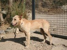 DALLAS, Hund, Mischlingshund in Spanien - Bild 17