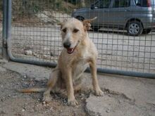 DALLAS, Hund, Mischlingshund in Spanien - Bild 18