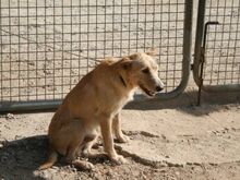 DALLAS, Hund, Mischlingshund in Spanien - Bild 19