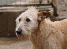 DALLAS, Hund, Mischlingshund in Spanien - Bild 3