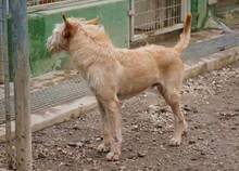 DALLAS, Hund, Mischlingshund in Spanien - Bild 4
